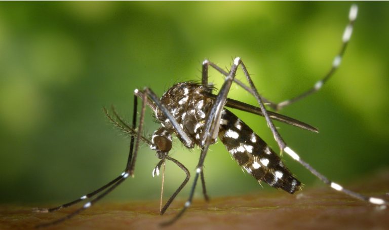 Bharat Biotech's Chikungunya Vaccine Consortium Gets US$14.1 CEPI Aid